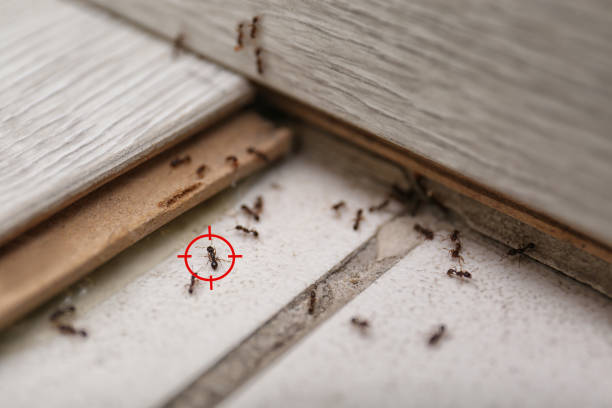 Pest Control for Restaurants in Corvallis, MT