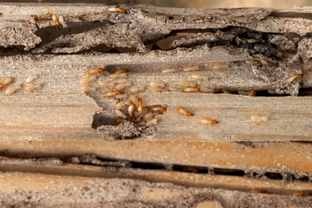 Best Ant Control Services  in Corvallis, MT